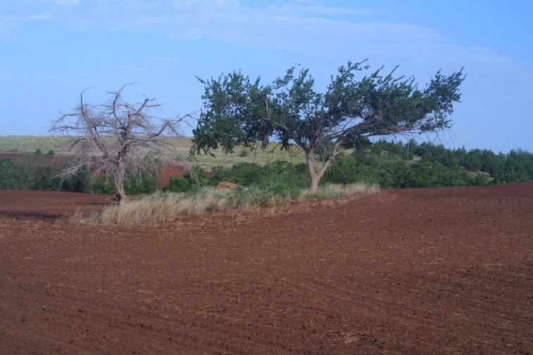 August 2002 Riley Family Cemetery, August 2002
