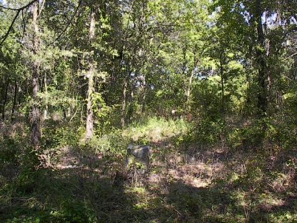 purdy6.jpg (65629 bytes)