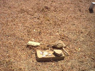 southern4.jpg (39687 bytes)