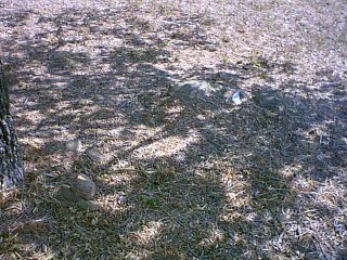 unknown8.jpg (39609 bytes)