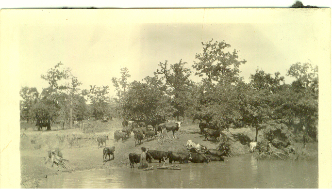 cattleranch20%5fs.jpg (302762 bytes)