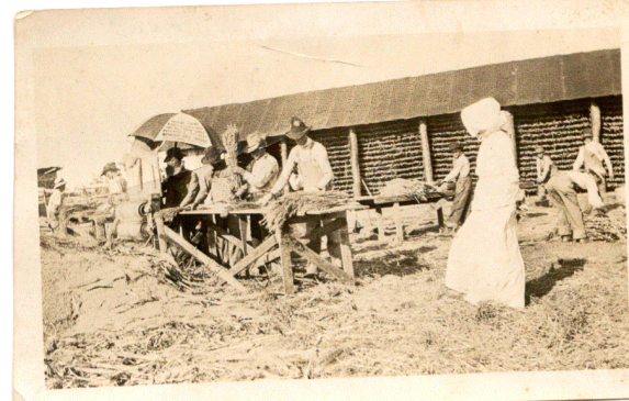 broomcorn1.gif (155980 bytes)