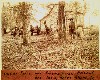 Click here to see the image of the Holcolmb Homestead (111K)