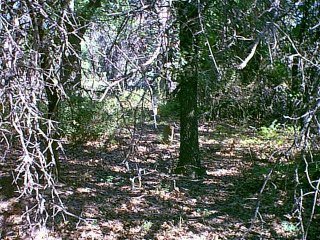 Oklahoma ancestors